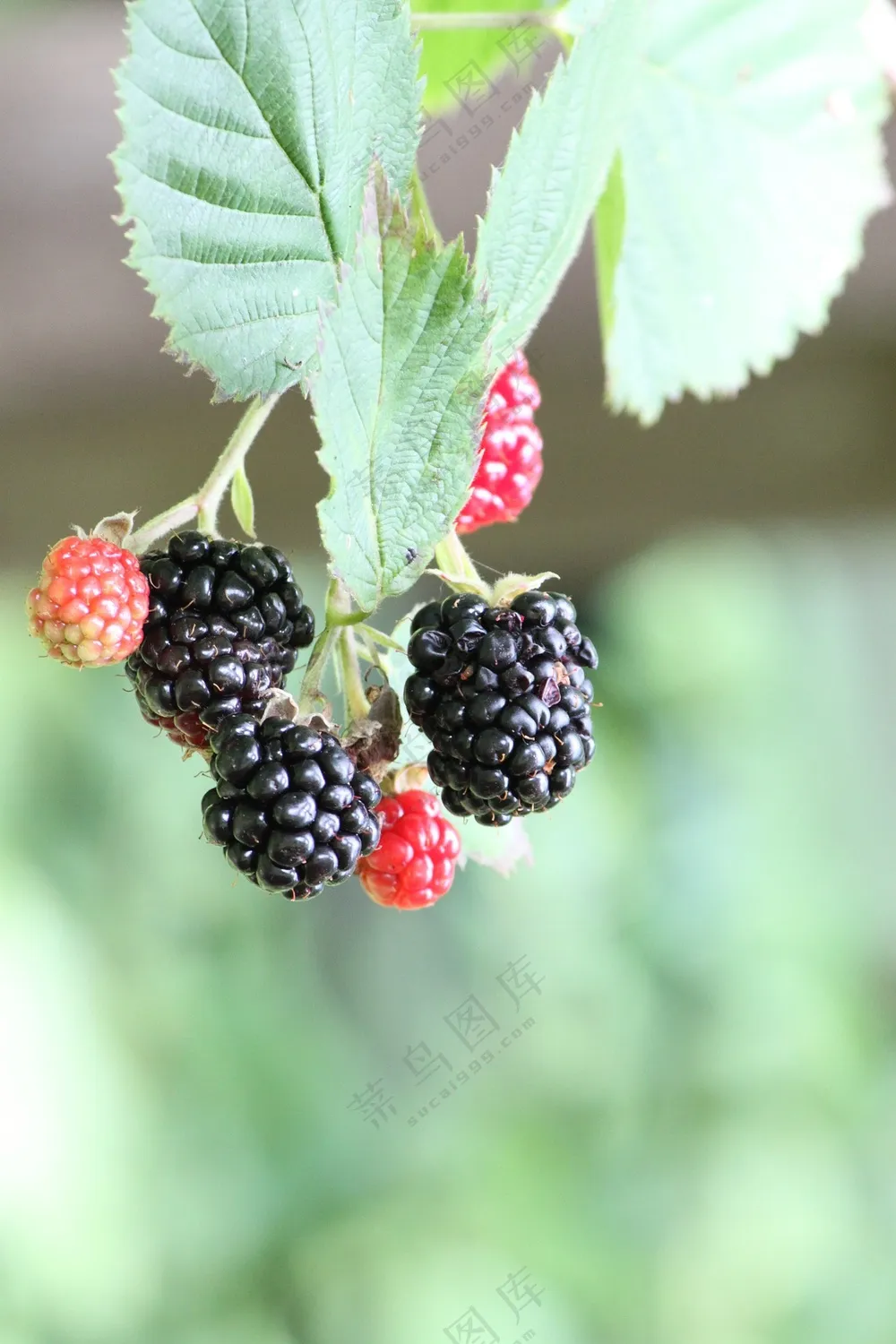 枝头桑葚浆果图片