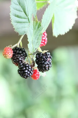 枝头桑葚浆果图片