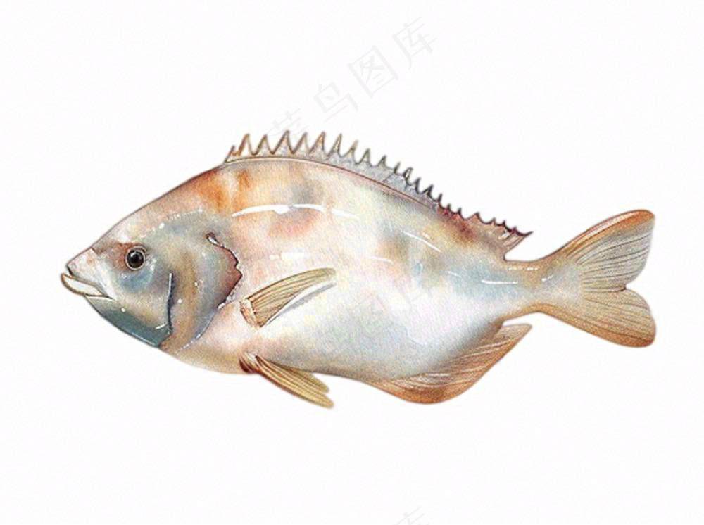 海洋鱼类海鲜卡通插画免抠