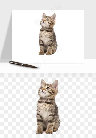 猫咪喵星人狗狗宠物元素png免抠