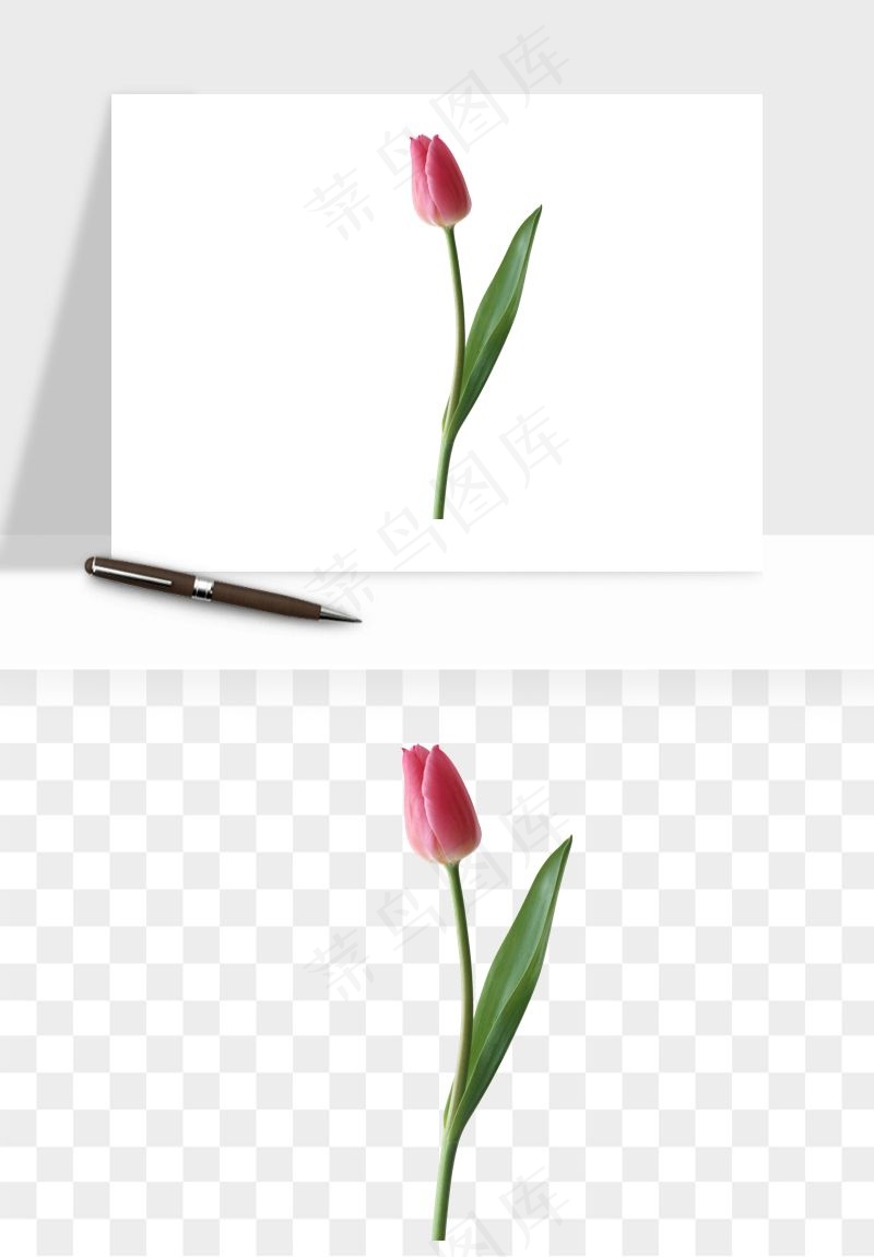 荷兰郁金香鲜花png免抠