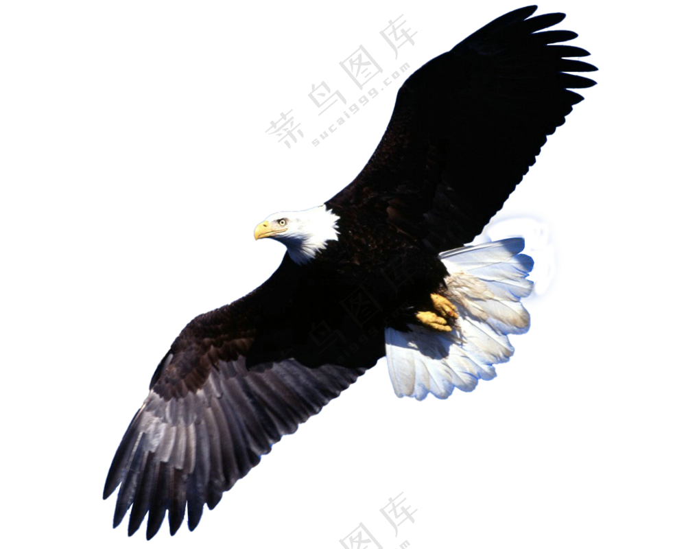翱翔的老鹰
