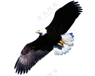 翱翔的老鹰