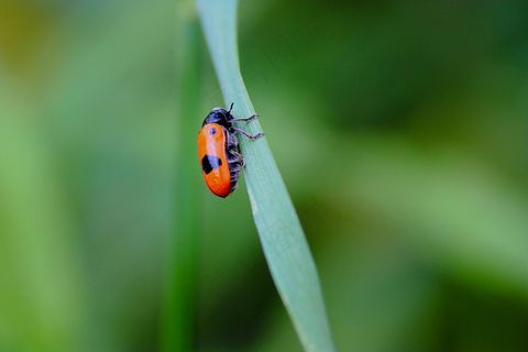 绿意盎然间的橙色瓢虫