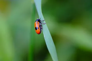 绿意盎然间的橙色瓢虫