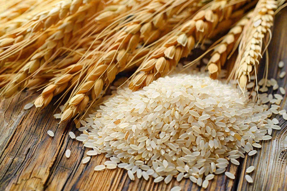 世界粮食日谷物米饭稻谷小麦摄影图