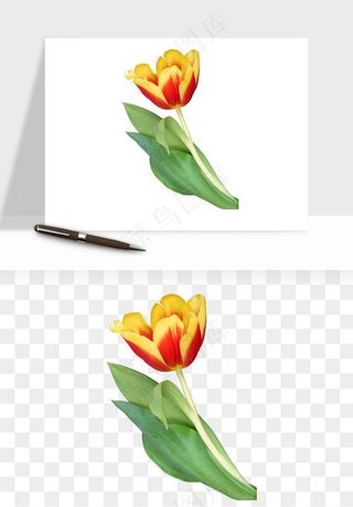 荷兰郁金香鲜花png免抠