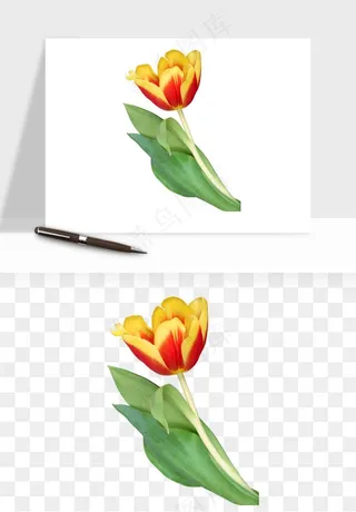 荷兰郁金香鲜花png免抠