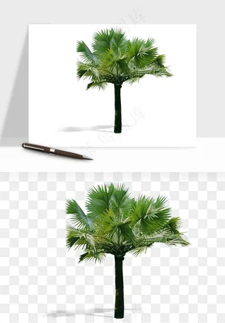 棕榈树椰树png免抠