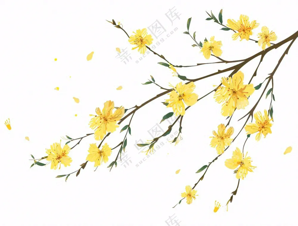 春天树枝上的黄花水墨风插画免抠