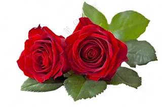 红玫瑰花鲜花摄影免抠