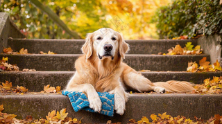 秋天公园台阶上的金毛犬狗宠物摄影图