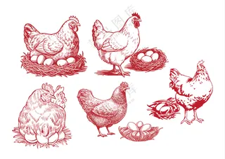 母鸡 土鸡蛋 鸡蛋包装盒图片