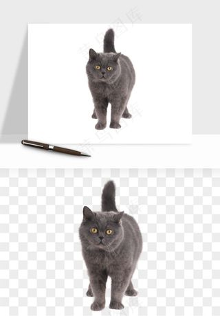 猫咪喵星人狗狗宠物元素png免抠