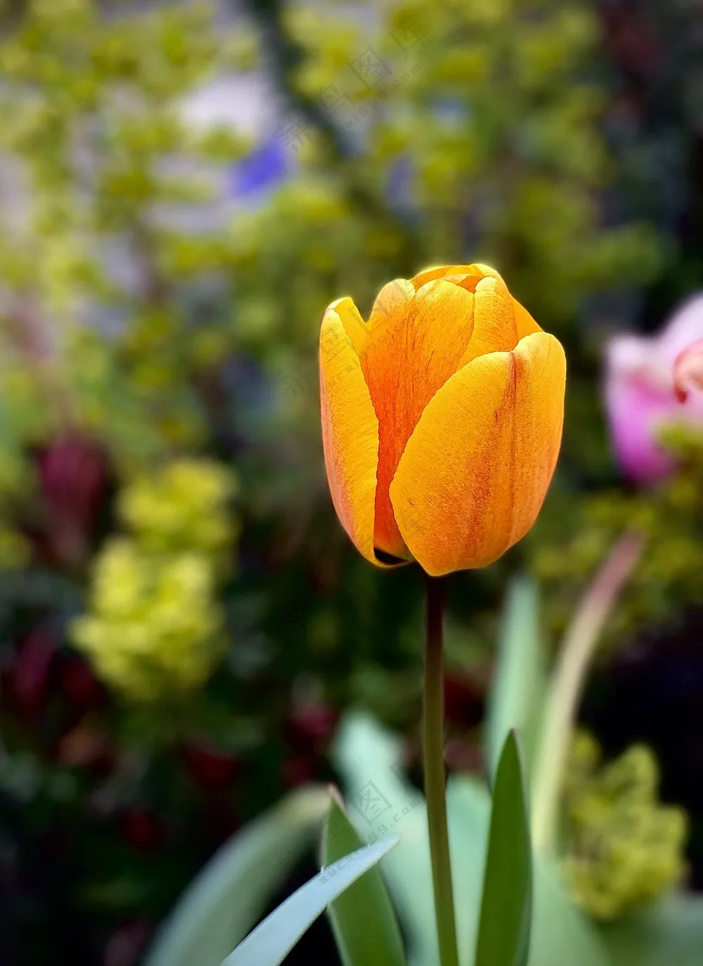 一朵橙色郁金香图片
