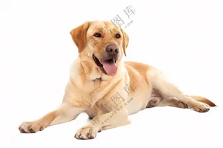 萌宠宠物拉布拉多小狗动物免抠