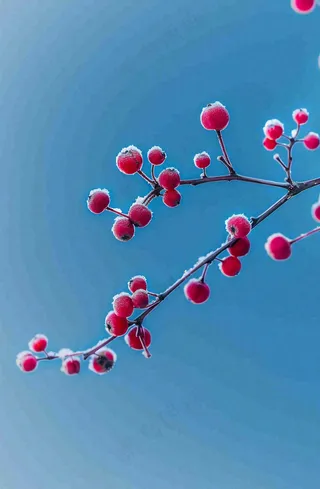 冬天白霜覆盖的红色覆盆子寒冷霜降摄影图