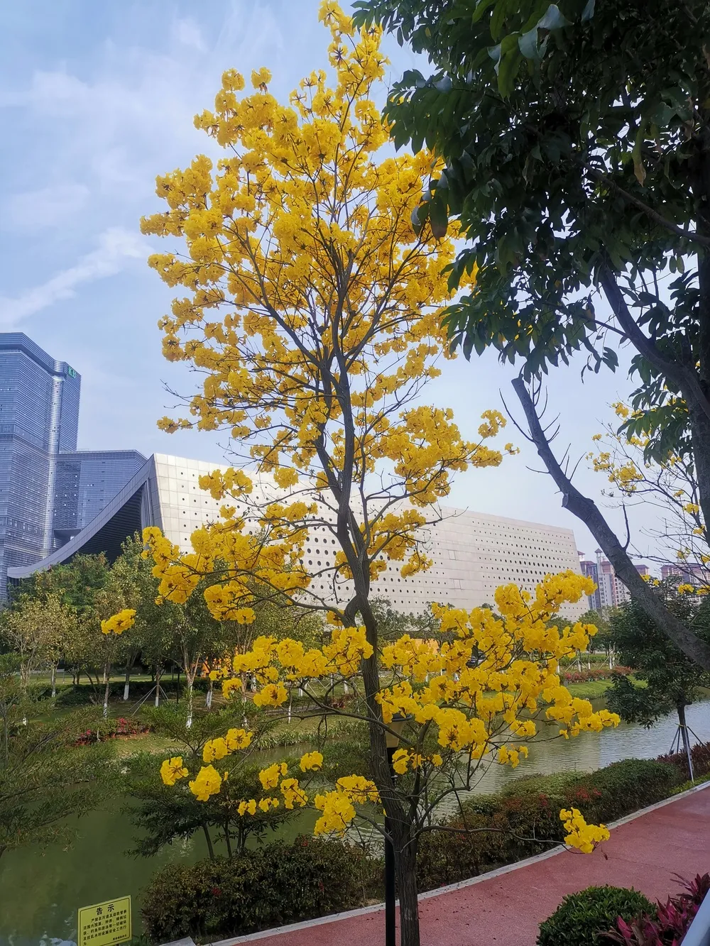 路边的黄花