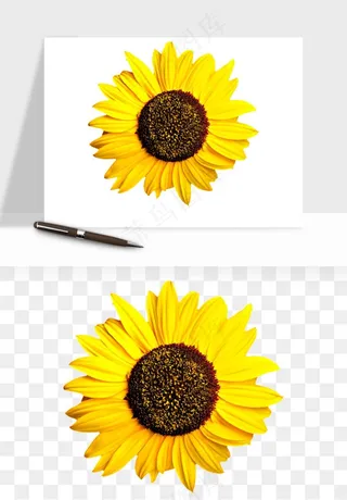 向日葵太阳花卉png免抠