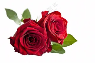 红玫瑰花鲜花摄影免抠