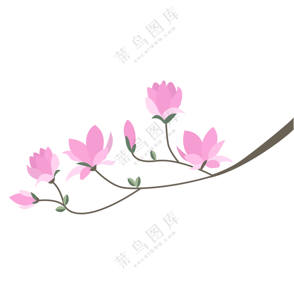 粉色玉兰花