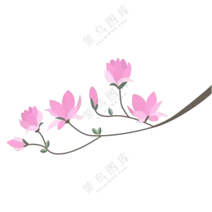 粉色玉兰花