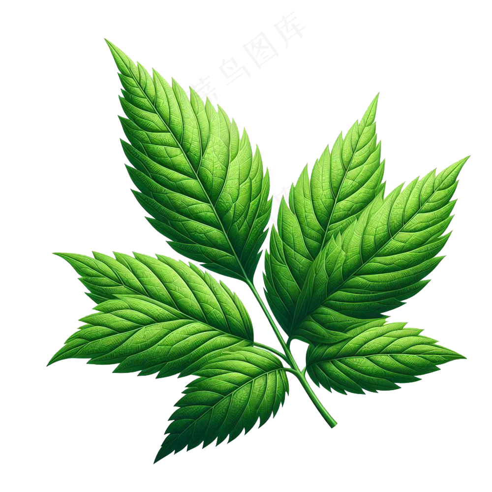 树叶免抠元素