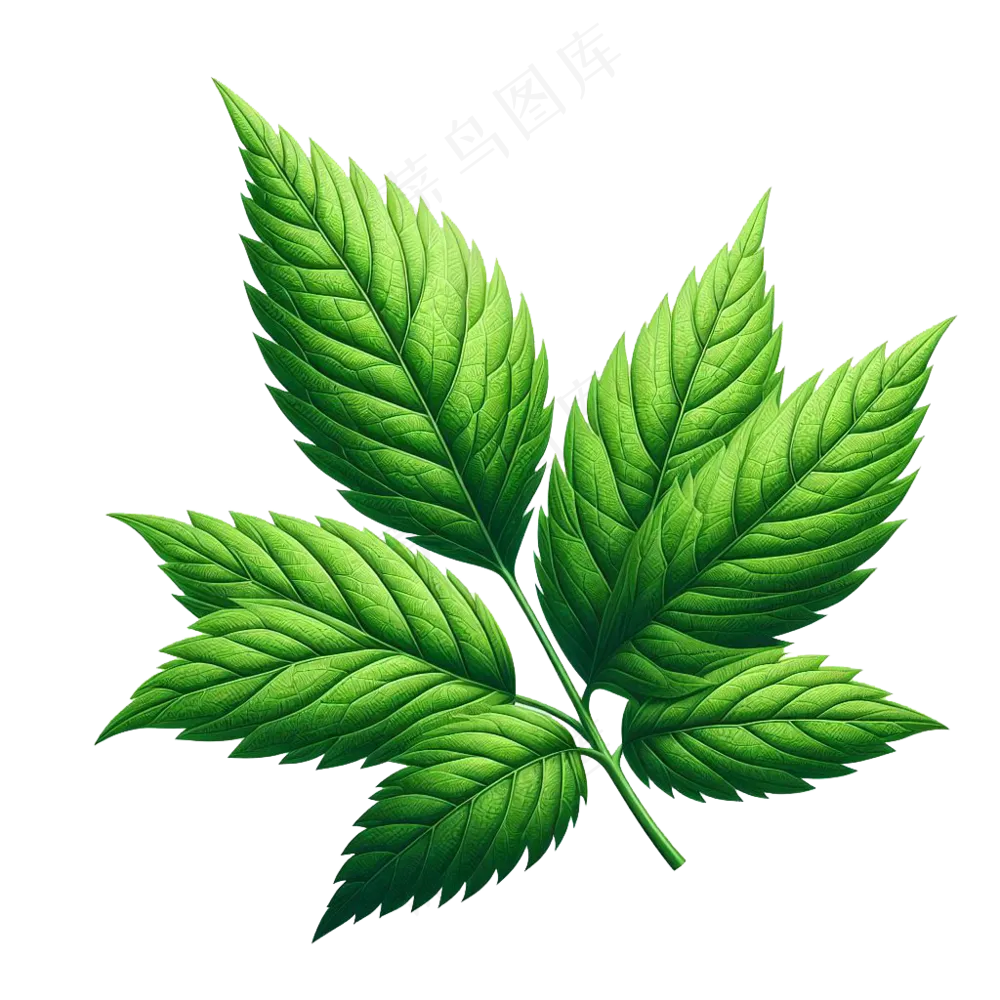 树叶免抠元素