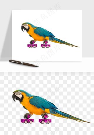 鹦鹉八哥鸟宠物png免抠