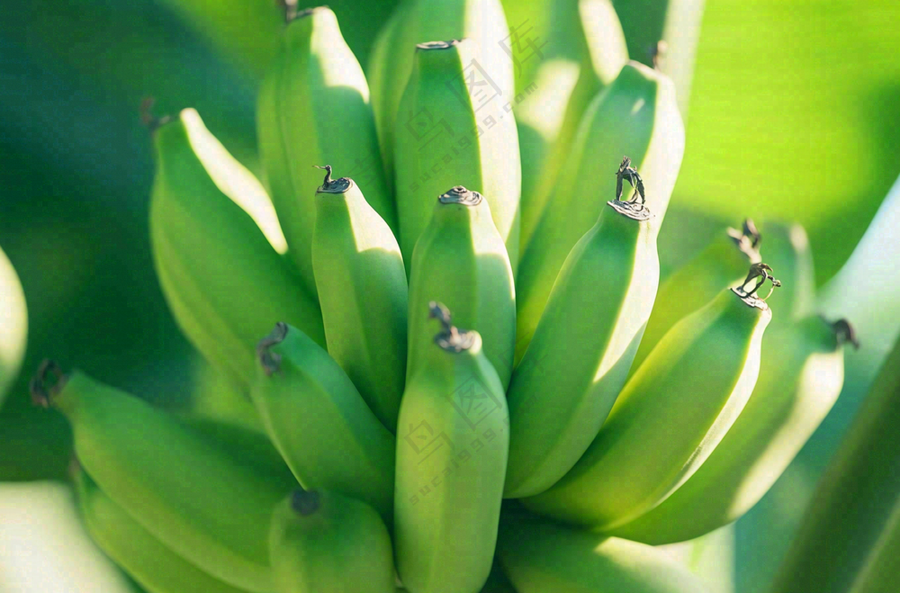 香蕉树芭蕉叶青香蕉水果摄影图