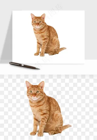 猫咪喵星人狗狗宠物元素png免抠