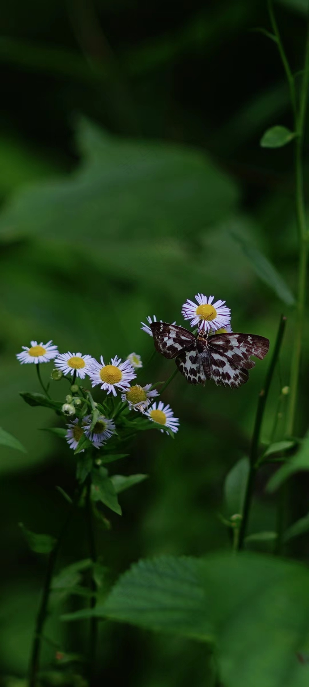 小森林边的蝴蝶