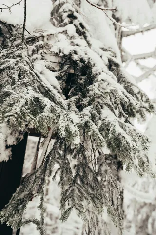 冬日的宁静：雪中的风景