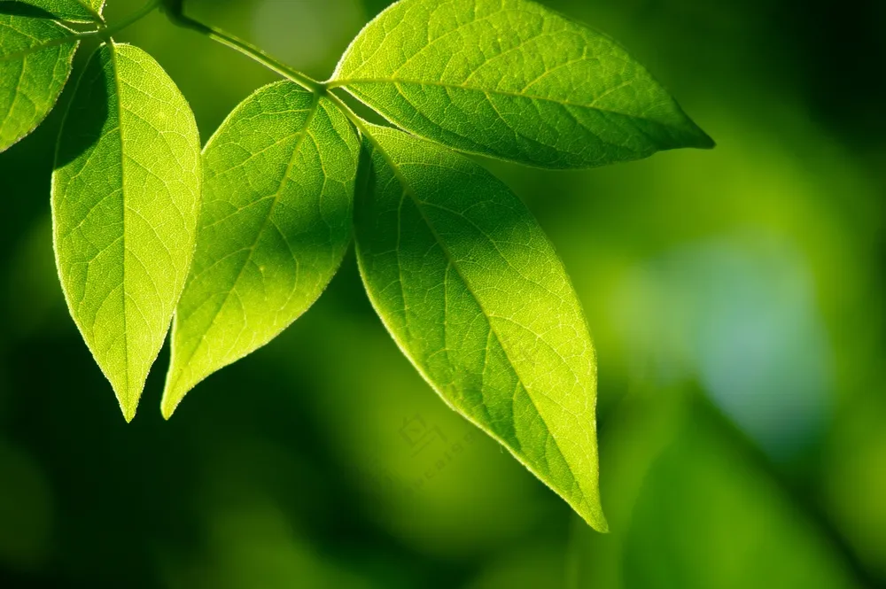 绿色小清新树叶图片