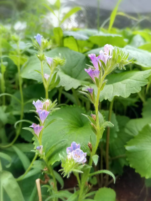 清新小花卉