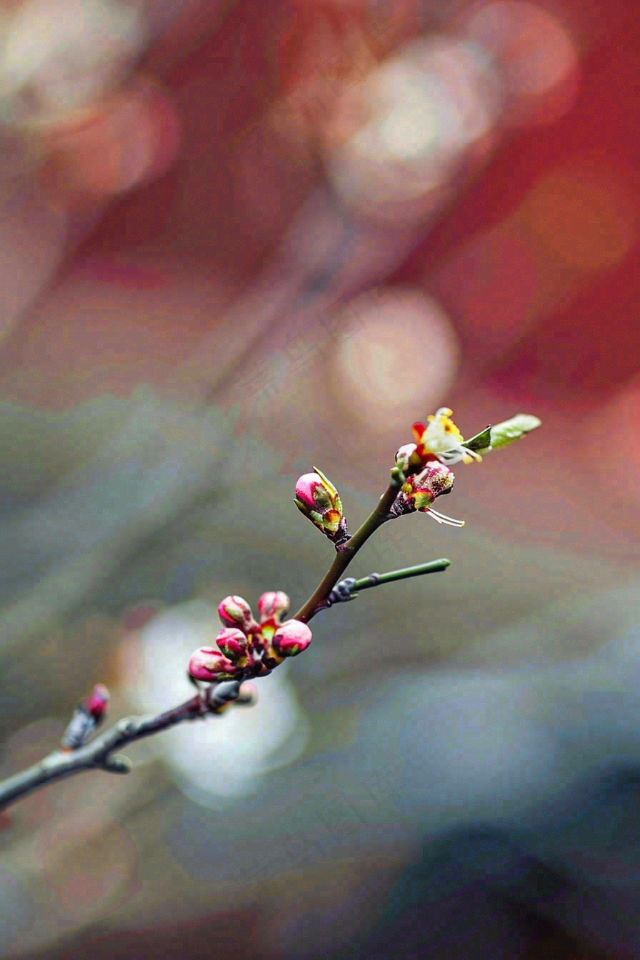 春天梅花桃花枝头发芽立春摄影图
