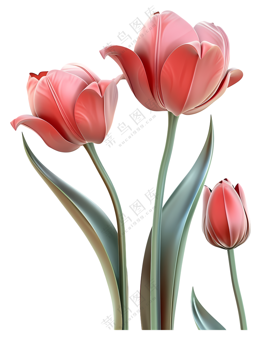 3d鲜花-美丽的粉色郁金香盛开