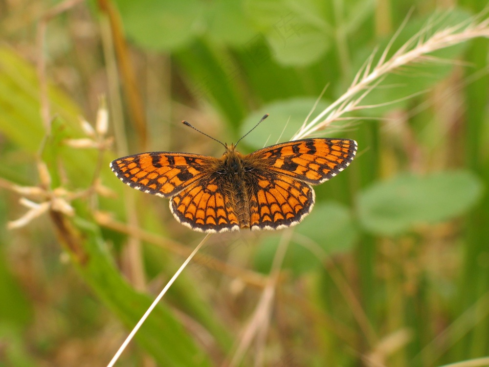 橙色斑蝶映草图