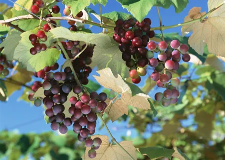 葡萄果实图片 (5) 葡萄果实图片 (5)