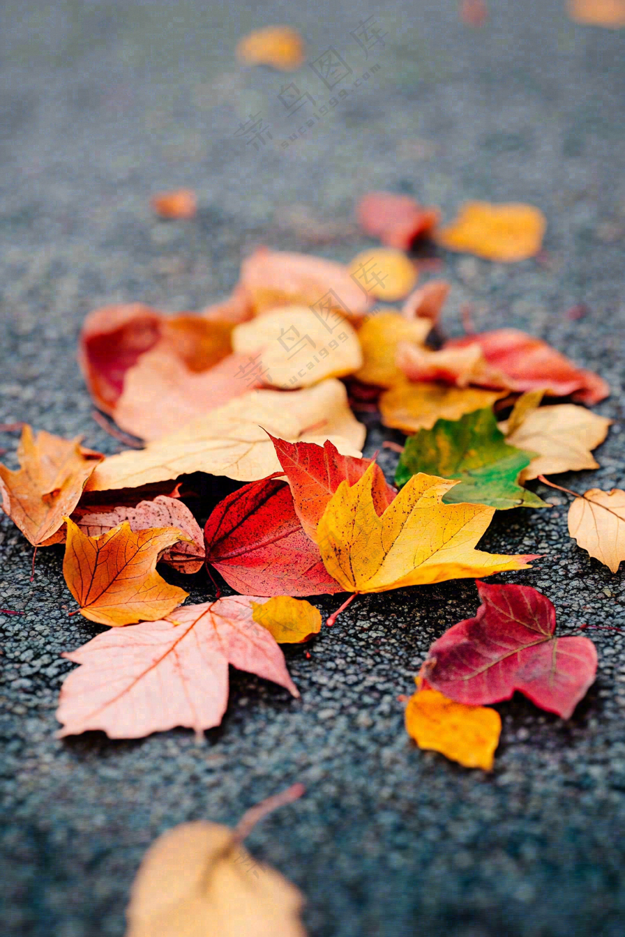 秋天道路上的落叶秋分摄影图
