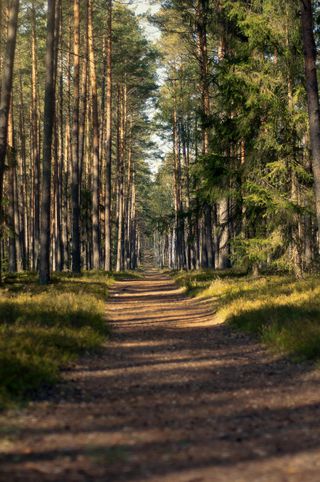 森林小径的静谧时光