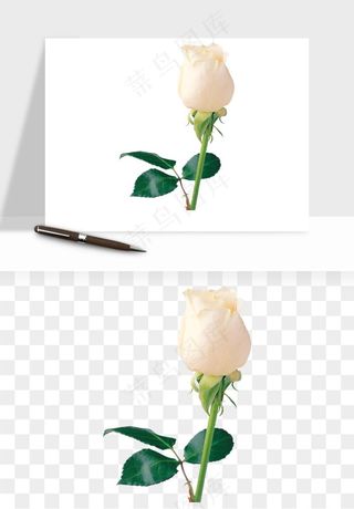 白玫瑰花枝花束png免抠