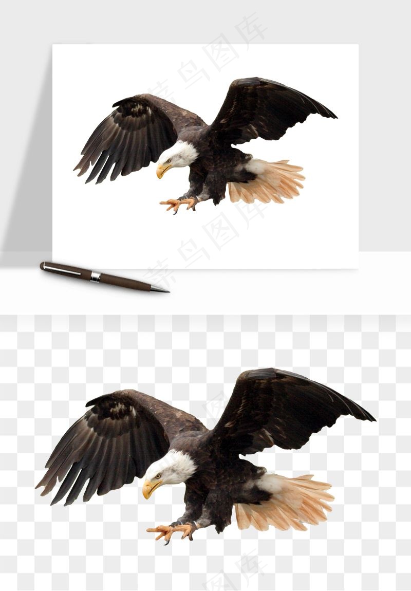 老鹰雄鹰展翅png免抠