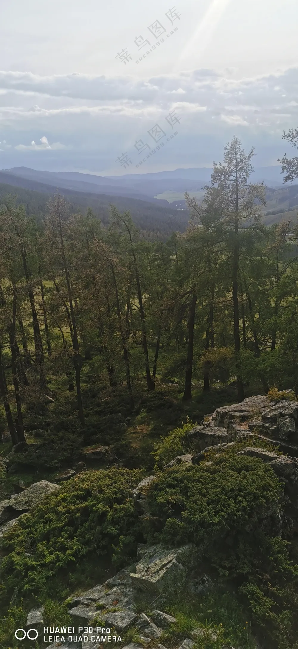 绿色自然风景树