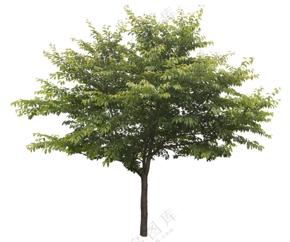 PNG免扣植物树木拼贴素材