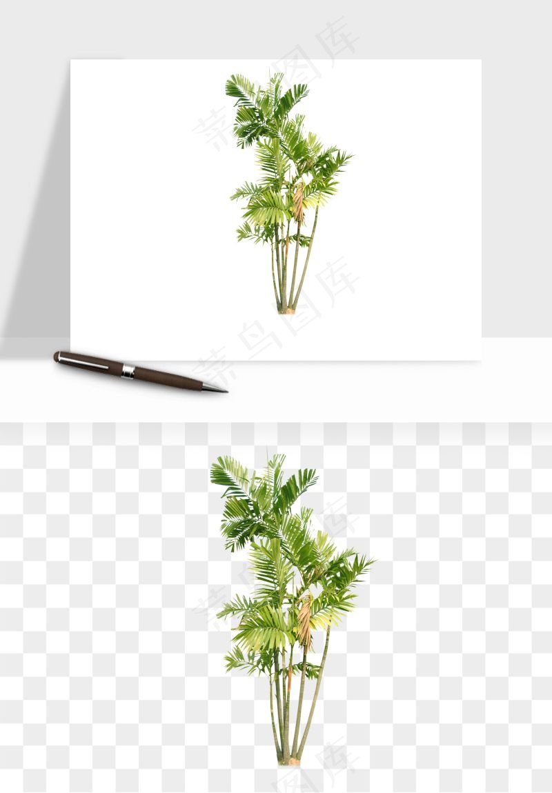 棕榈树椰树png免抠