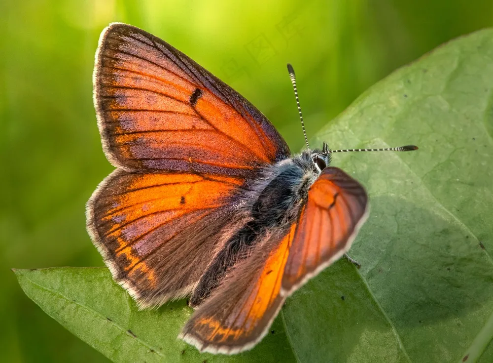 翠绿叶片上的橘红蝴蝶