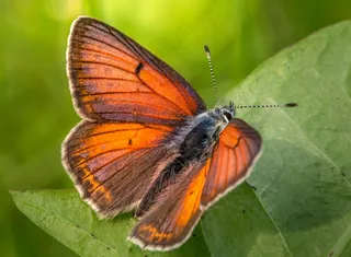 翠绿叶片上的橘红蝴蝶