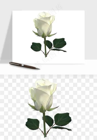 白玫瑰花枝花束png免抠