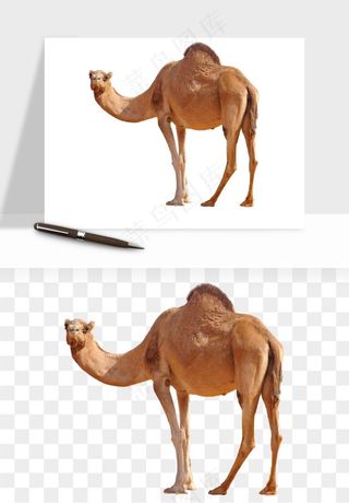 骆驼动物png免抠
